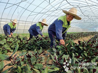 义和秋白菜病虫害及防治