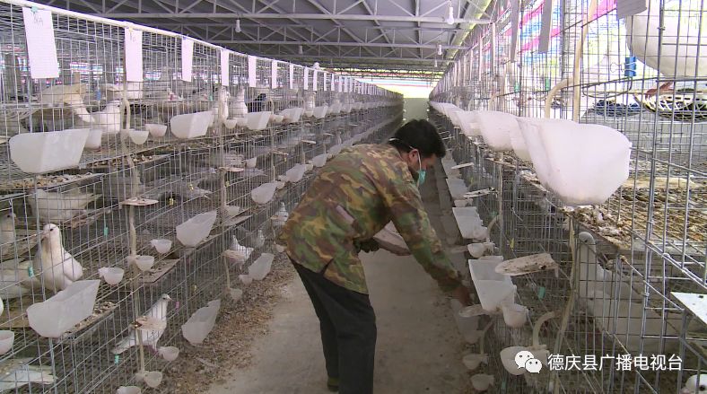 致富鸽子养殖频道直播_致富频道鸽子养殖_致富鸽子养殖频道在线直播