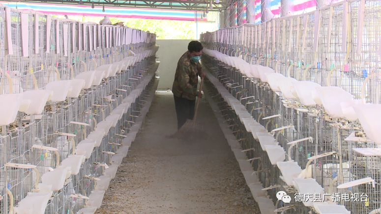 致富频道鸽子养殖_致富鸽子养殖频道直播_致富鸽子养殖频道在线直播