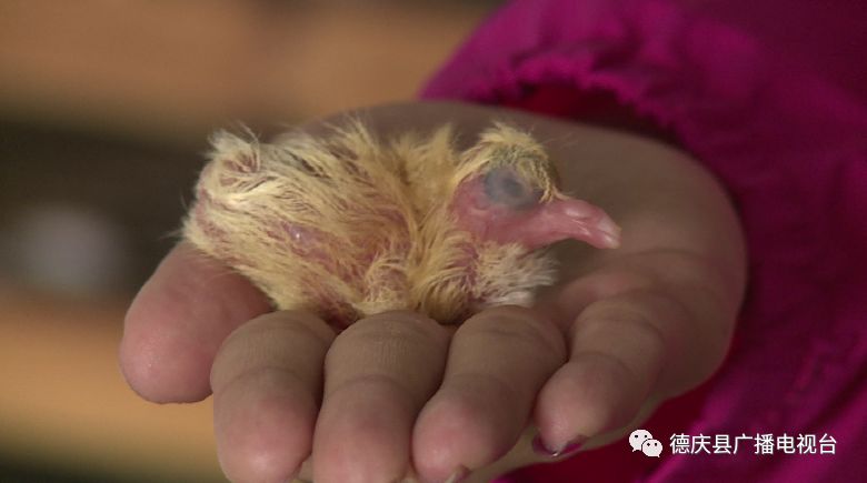 致富鸽子养殖频道直播_致富鸽子养殖频道在线直播_致富频道鸽子养殖