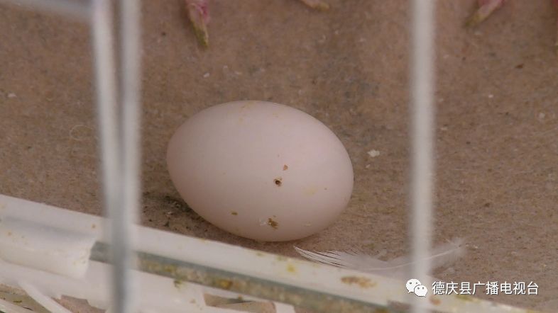 致富鸽子养殖频道直播_致富频道鸽子养殖_致富鸽子养殖频道在线直播