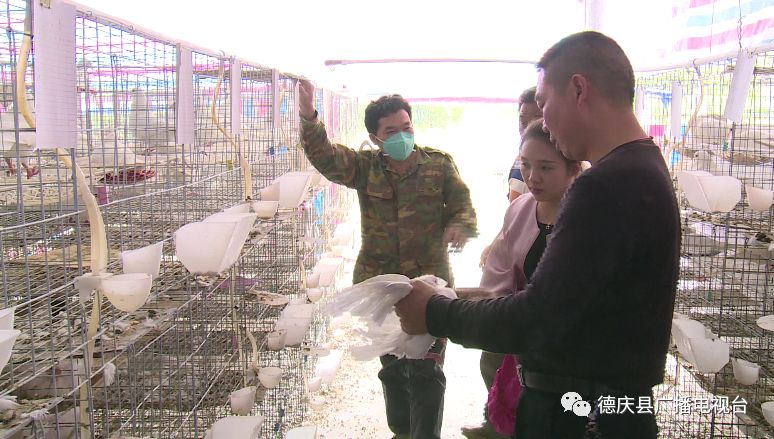 致富鸽子养殖频道直播_致富频道鸽子养殖_致富鸽子养殖频道在线直播