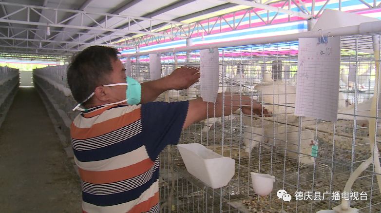 致富鸽子养殖频道在线直播_致富鸽子养殖频道直播_致富频道鸽子养殖