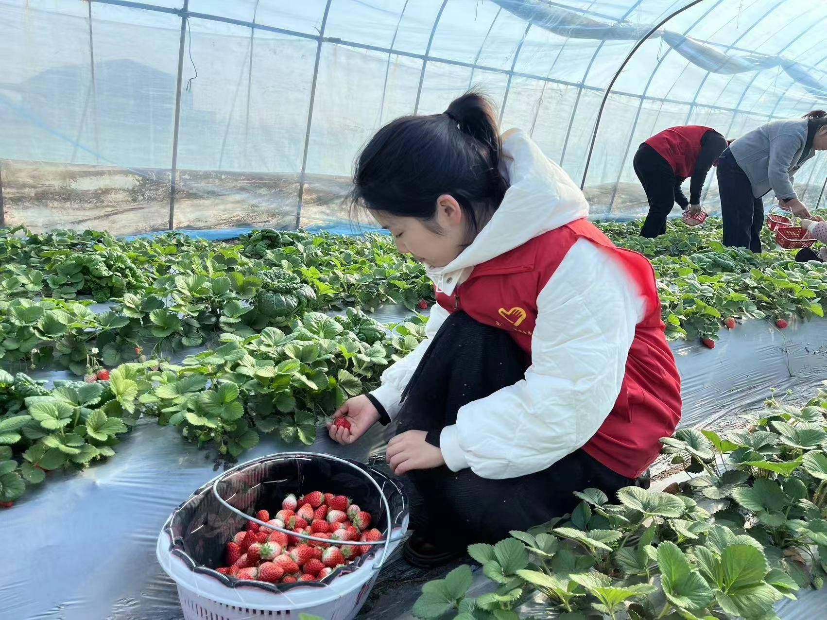 亳州市谯城区淝河镇：小小草莓果 红红致富路