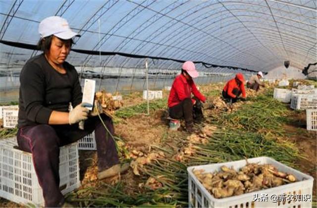 致富生姜种植视频_致富经生姜种植_致富生姜种植技术视频