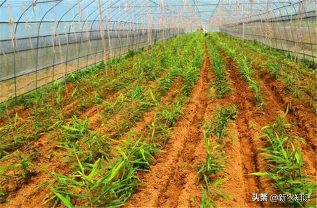 致富生姜种植技术视频_致富生姜种植视频_致富经生姜种植