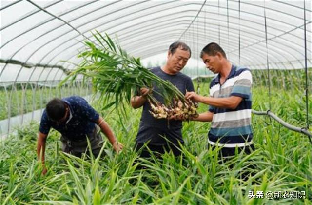 致富经生姜种植_致富生姜种植视频_致富生姜种植技术视频