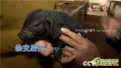 四川黑土猪养殖基地_致富经四川养殖黑猪_致富经养黑猪四川