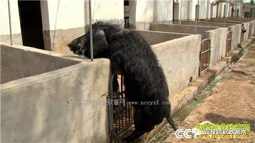 致富经四川养殖黑猪_四川黑土猪养殖基地_致富经养黑猪四川