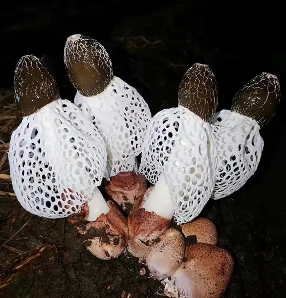 怎样种植竹荪菇高产_竹荪菇种植技术_竹荪菌种植