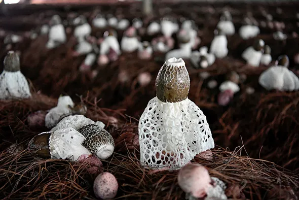 怎样种植竹荪菇高产_竹荪菇种植技术_竹荪菌种植