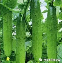 致富种植蛇瓜怎么样_致富种植蛇瓜图片_蛇瓜种植致富