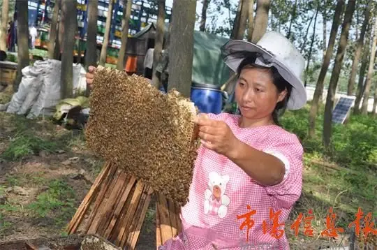 视频致富养草鱼是真的吗_养草鱼视频致富养鱼_致富经养草鱼视频