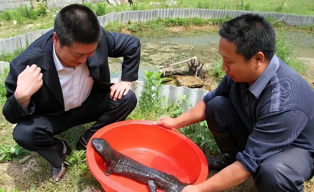 视频致富养草鱼是真的吗_致富经养草鱼视频_视频致富养草鱼大全