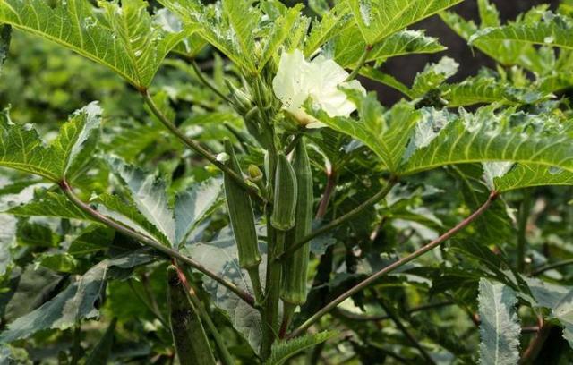 种植致富20个好项目 寻农业项目合作