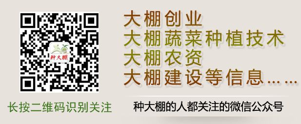 种大棚技术是从哪里学_大棚种植技术去哪里学_大棚种植技术资料