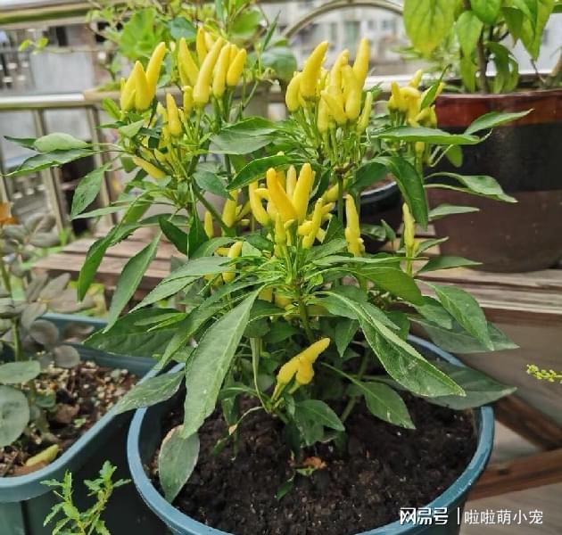 辣椒种植盆栽_辣椒盆景种植方法如下_辣椒盆景的种植技术