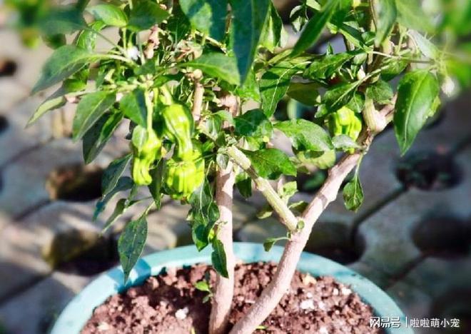 辣椒种植盆栽_辣椒盆景的种植技术_辣椒盆景种植方法如下