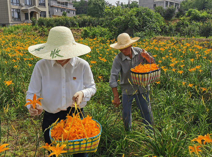 兰溪种植致富_兰溪市亩产效益综合_兰溪兰花种植基地