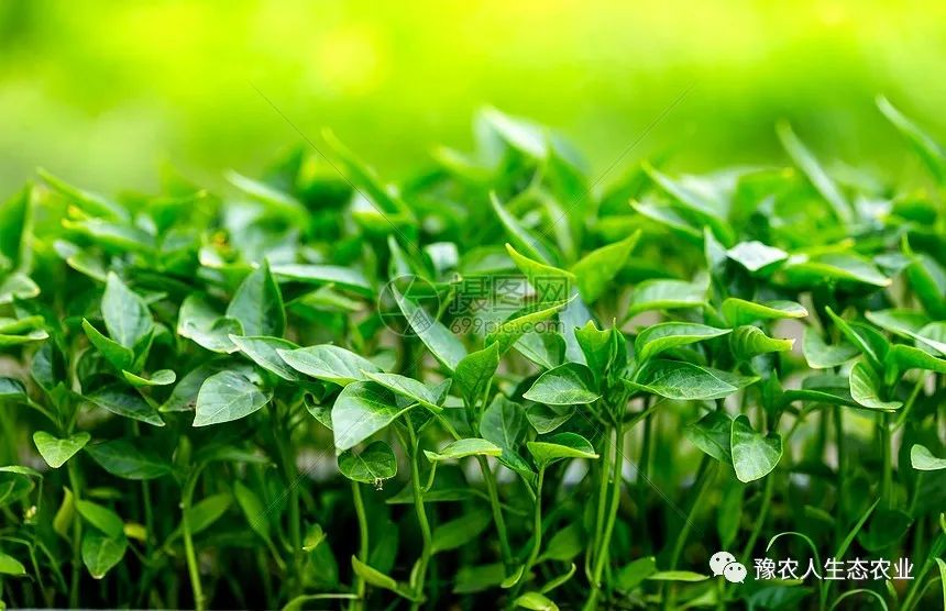 辣椒种植盆景技术视频_辣椒盆景的种植技术_辣椒盆景种植方法如下