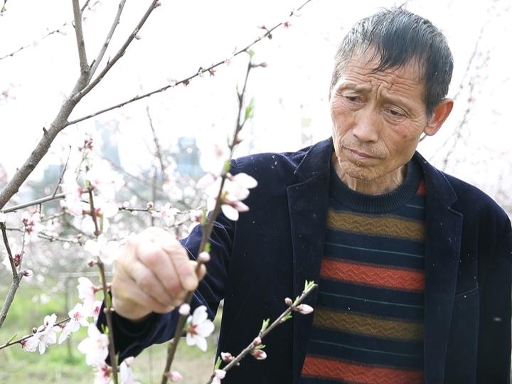 兰溪种植致富_兰溪市亩产效益综合_致富经兰花种植视频