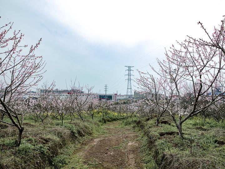 兰溪市亩产效益综合_致富经兰花种植视频_兰溪种植致富