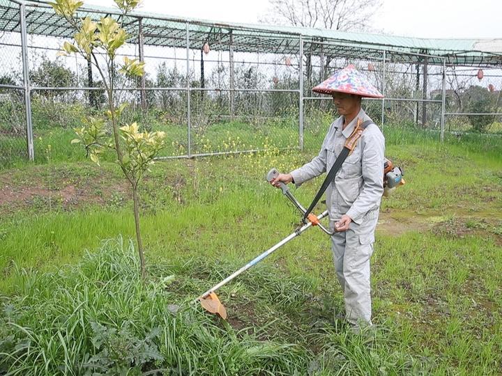 致富经兰花种植视频_兰溪市亩产效益综合_兰溪种植致富