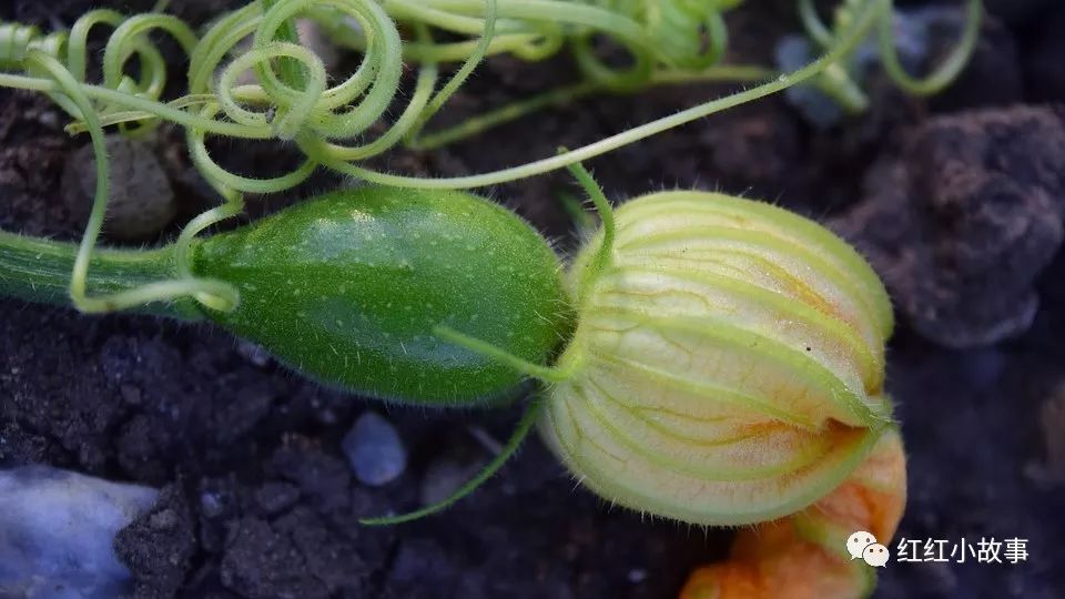 西葫芦种植技术和管理_葫芦种植的注意事项_葫芦种植相关知识