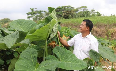 芋艿的种植技术_芋艿种植方法_芋的种植时间与方法