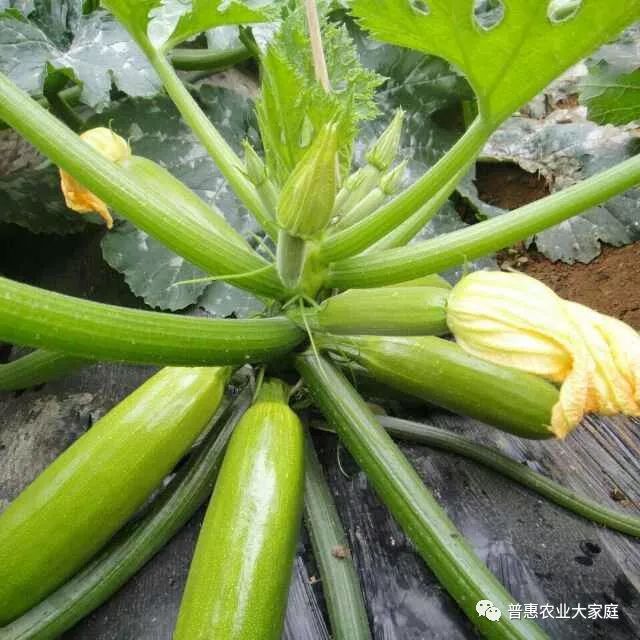 西葫芦种植技术和管理_葫芦种植相关知识_葫芦种植管理技术大全