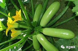 【商河蔬菜】夏秋季西葫芦栽培技术要点