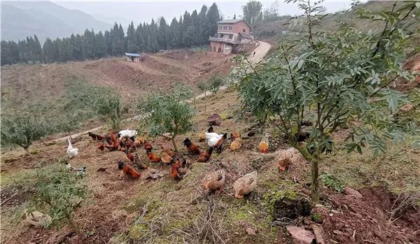 花椒种植致富项目_致富花椒种植项目介绍_致富经花椒种植视频