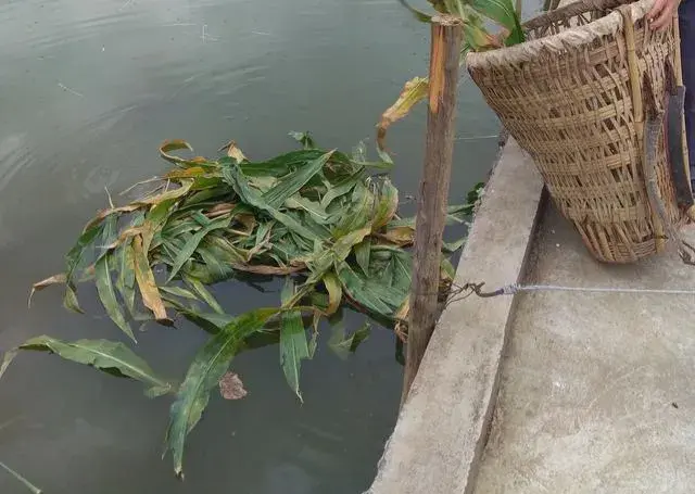 养草鱼视频致富经_种草养鱼致富经视频_致富经养草鱼视频