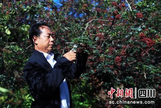 致富花椒种植项目有哪些_花椒种植致富项目_致富经花椒种植视频