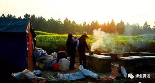 蜂养殖技术科学性_土蜜蜂养殖技术_蜂养殖技术