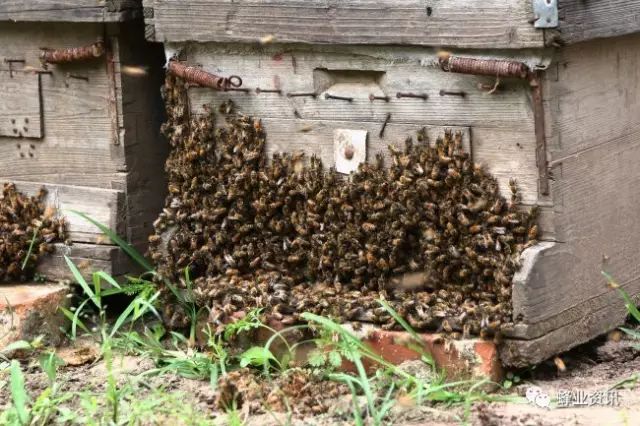 土蜜蜂养殖技术_蜂养殖技术科学性_蜂养殖技术