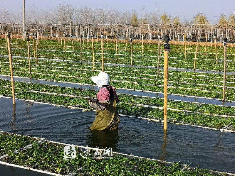 养殖泥鳅需要具备哪些条件_无土泥鳅生态养殖技术_泥鳅养殖是不是骗局