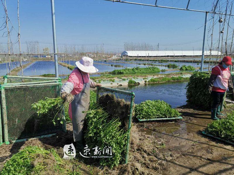 无土泥鳅生态养殖技术_养殖泥鳅需要具备哪些条件_泥鳅养殖是不是骗局