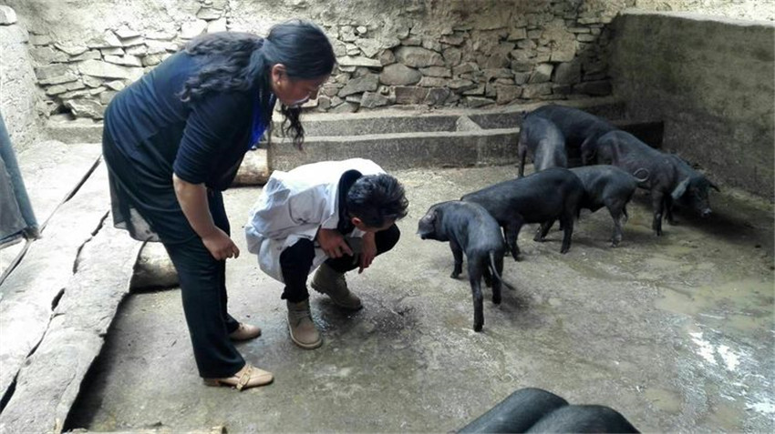 致富经黑猪养殖视频_致富生态养殖黑猪_生态养殖黑猪前景如何