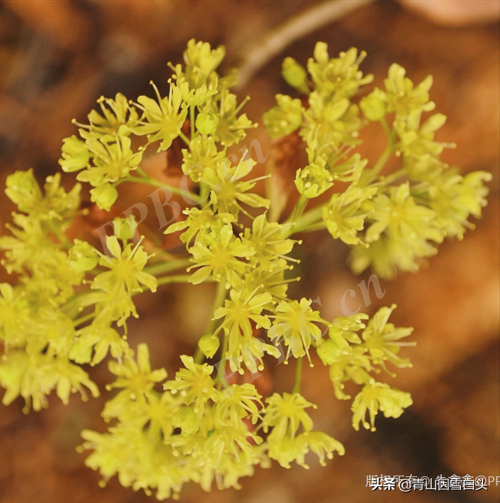 种植致富项目图片_致富种植图片项目怎么做_致富好项目种植