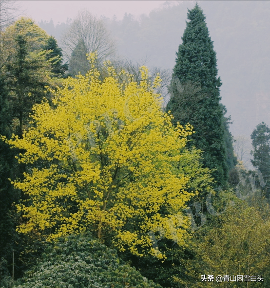 种植致富项目图片_致富好项目种植_致富种植图片项目怎么做