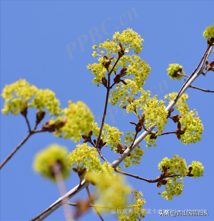 致富好项目种植_种植致富项目图片_致富种植图片项目怎么做