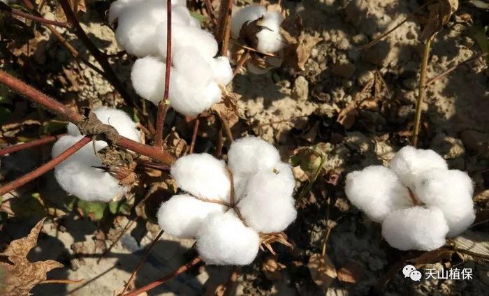 棉花栽培管理技术要点