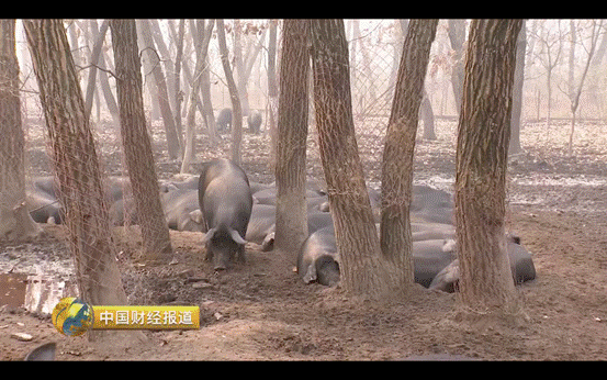 致富经散养黑猪技术_致富经散养白猪_致富猪散养黑技术有哪些