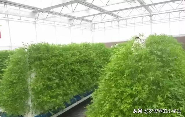 这才是真正的现代农业，太震撼了！