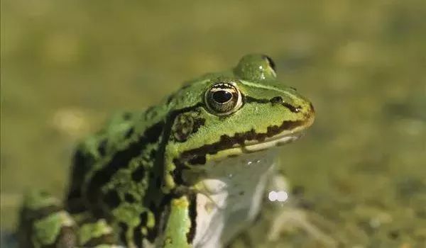 视频养殖种豚鼠技术教程_种豚鼠养殖技术视频_视频养殖种豚鼠技术大全