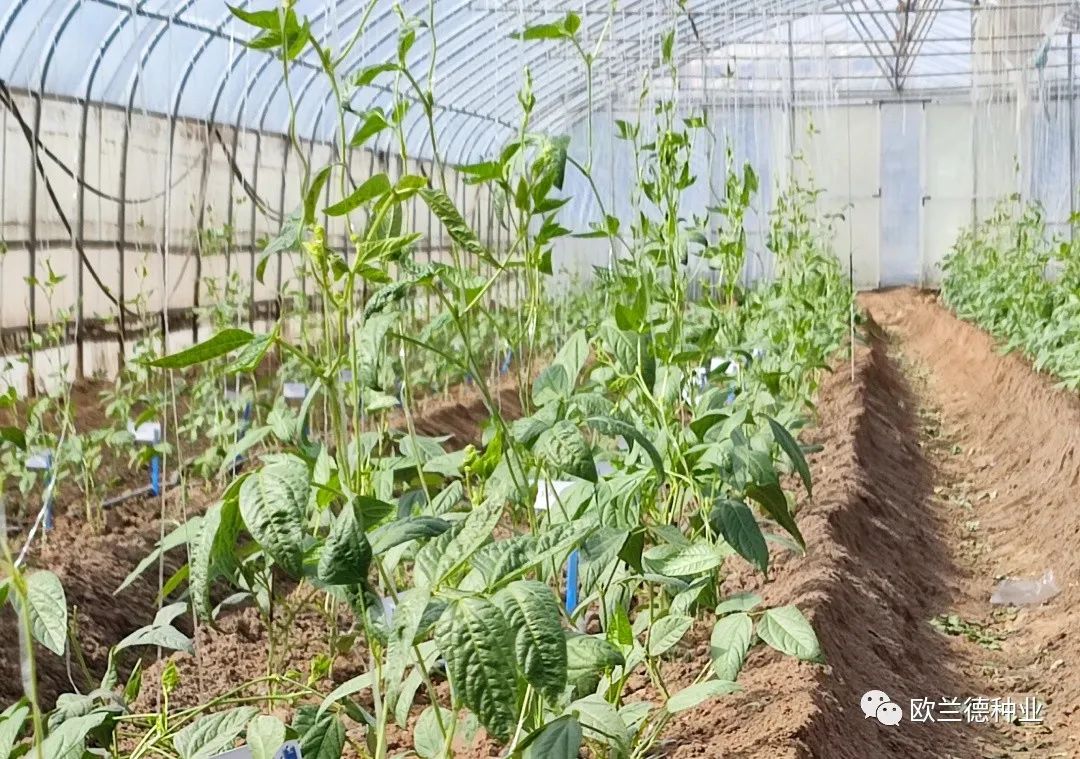 架豆角种植技术视频教程_露地架豆角种植技术视频_怎样种植架豆角