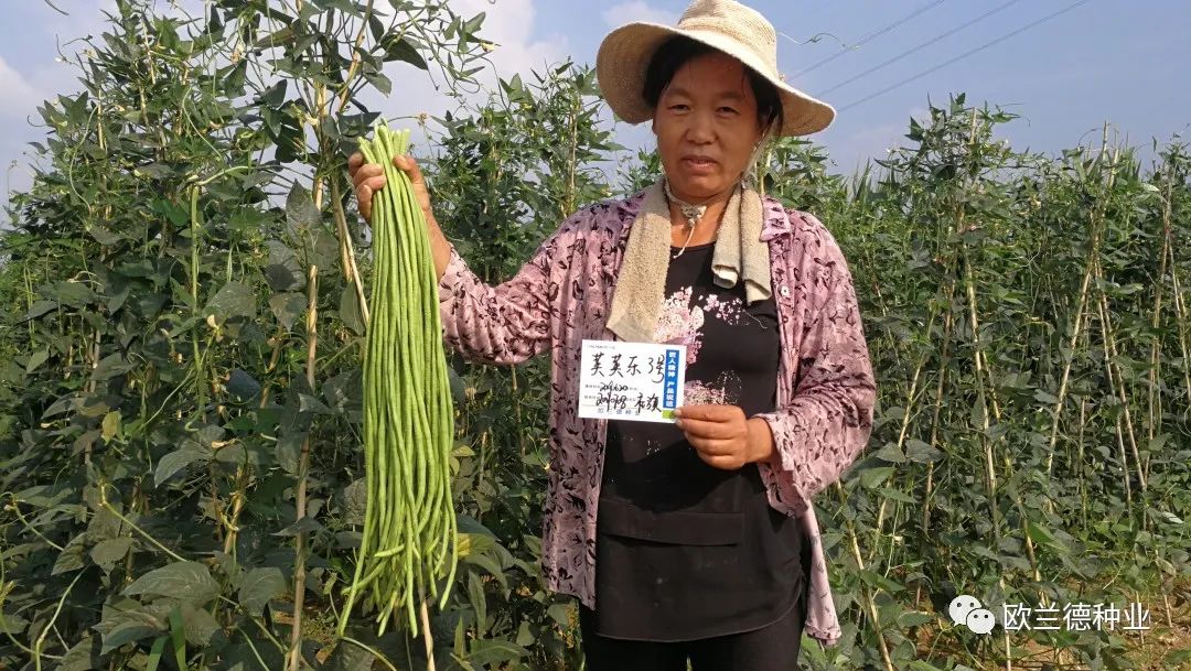 怎样种植架豆角_露地架豆角种植技术视频_架豆角种植技术视频教程