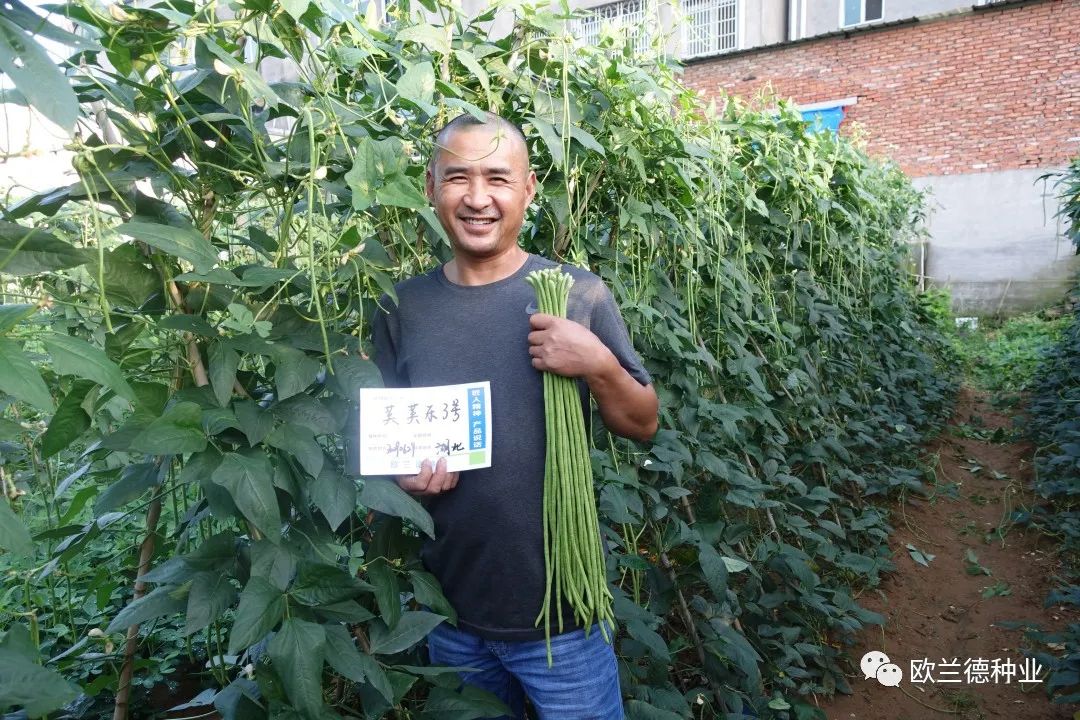 露地架豆角种植技术视频_架豆角种植技术视频教程_怎样种植架豆角