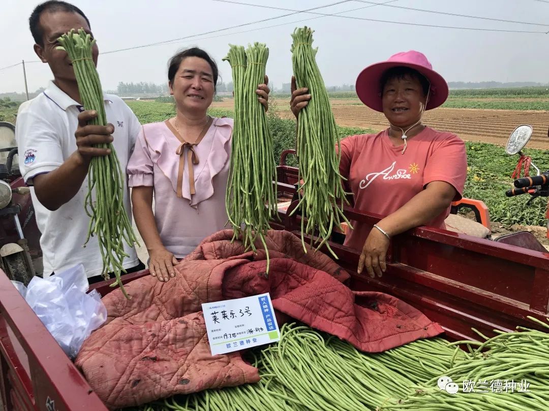 露地架豆角种植技术视频_架豆角种植技术视频教程_怎样种植架豆角